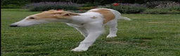Barsoi honden te koop: Borzoi-teef uit FCI-kennel zoekt lief thuis  - Advertentie 4