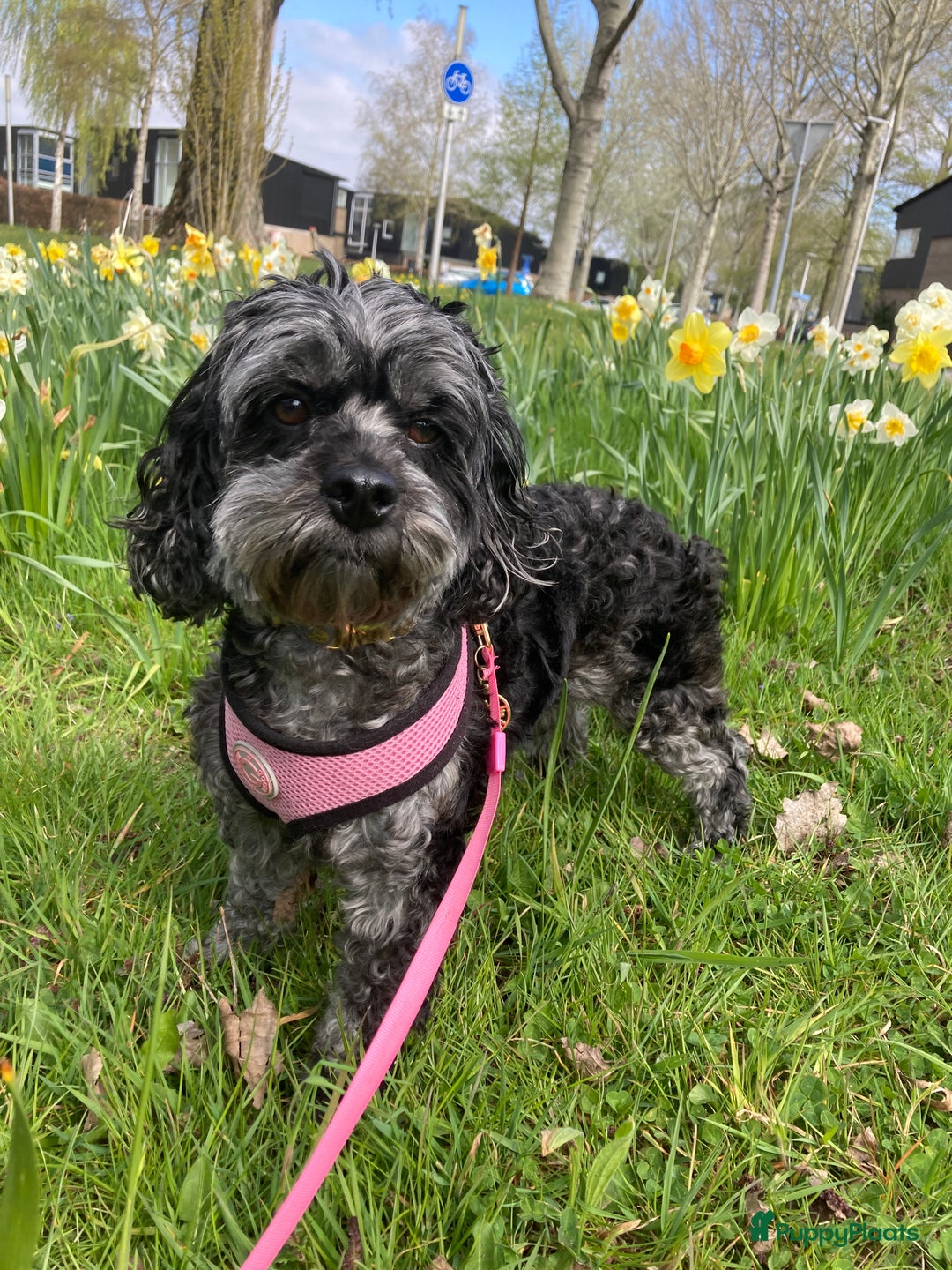 Cockapoo honden te koop: Health-Checked Mini Cockapoo Litter - Advertentie 2