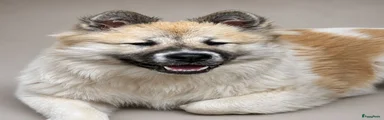 Thai Bangkaew Dog 3