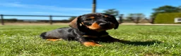 Ruwhaar Teckel honden te koop: Kaninchen Dwergteckel Ruwhaar met stamboom - Advertentie 8