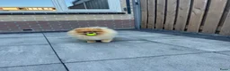Keeshond honden ter dekking: Dekreu-Dwergkees/Pomeriaan stamboom  in Urk - Advertentie 3