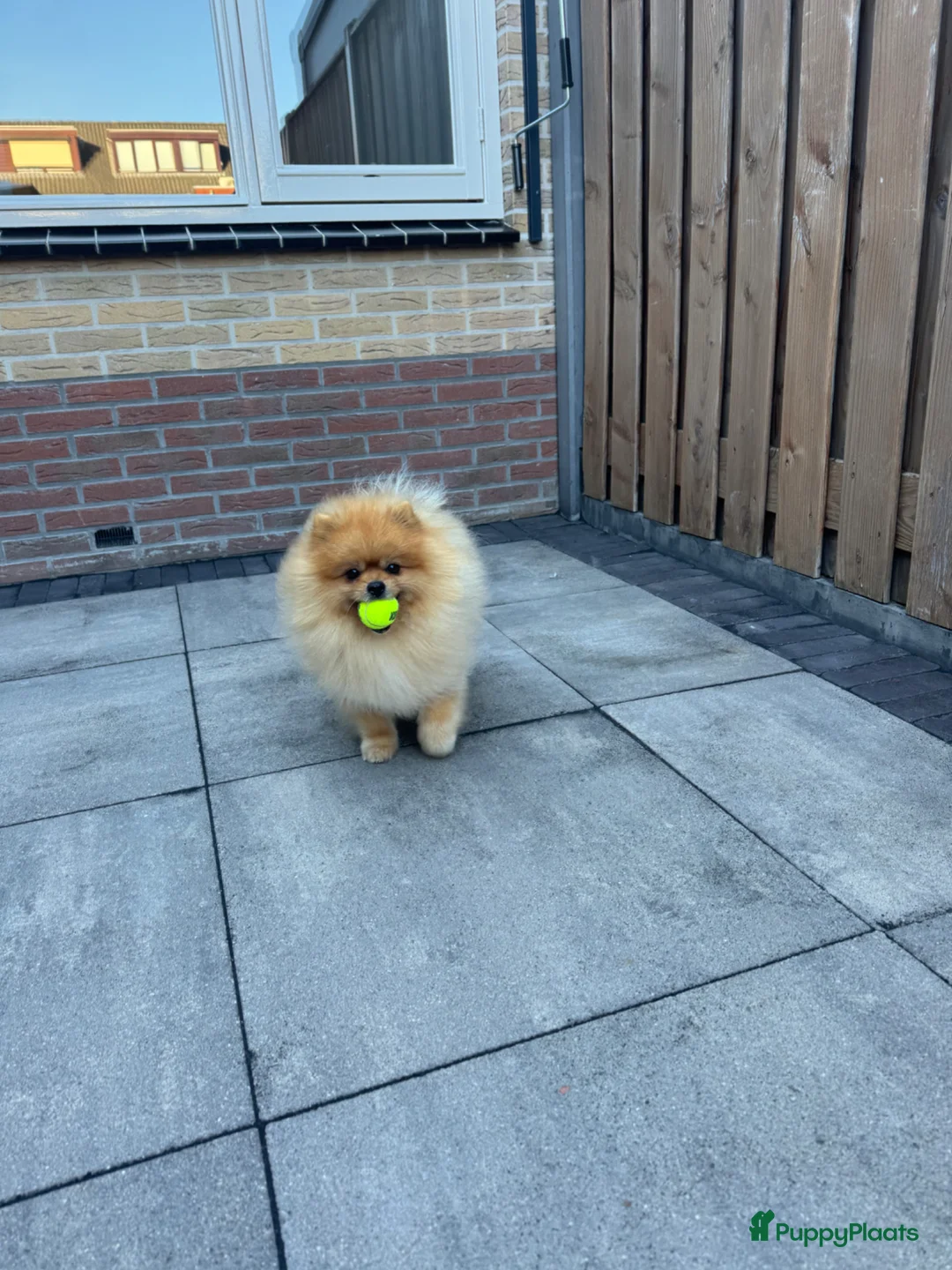 Keeshond honden ter dekking: Dekreu-Dwergkees/Pomeriaan stamboom  in Urk - Advertentie 3