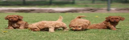 Cockapoo honden te koop: Cockapoo pups - Advertentie 20