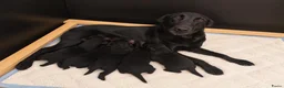Labrador Retriever honden te koop: Labrador Retriever pups  - Advertentie 14