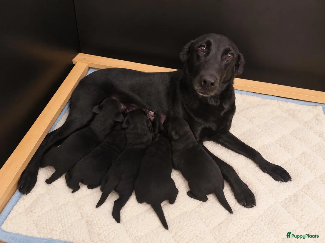 Labrador Retriever honden te koop: Labrador Retriever pups  - Advertentie 14