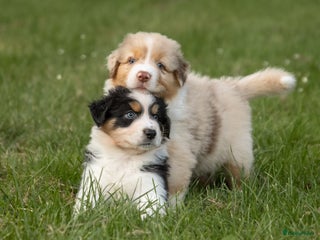Australian Shepherd honden Australian Shepherd pupjes - Advertentie 6