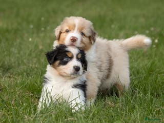 Australian Shepherd honden VERWACHT Australian Shepherd pupjes - Advertentie 3