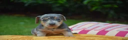 Jack Russel Terriër honden te koop: lieve pups zoeken een nieuw huisje - Advertentie 5