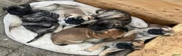 Bullmastiff honden te koop: Prachtige Bullmastiff Pups - Advertentie 12