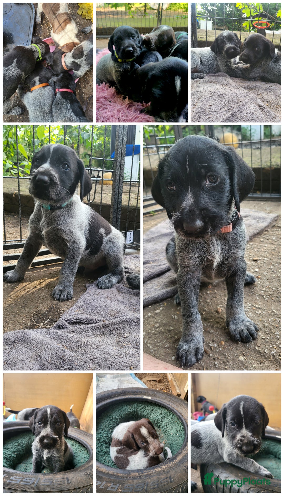 Duitse Staande Hond Draadhaar honden te koop: Duitse staande ruwhaar/draadhaar  - Afbeelding 9