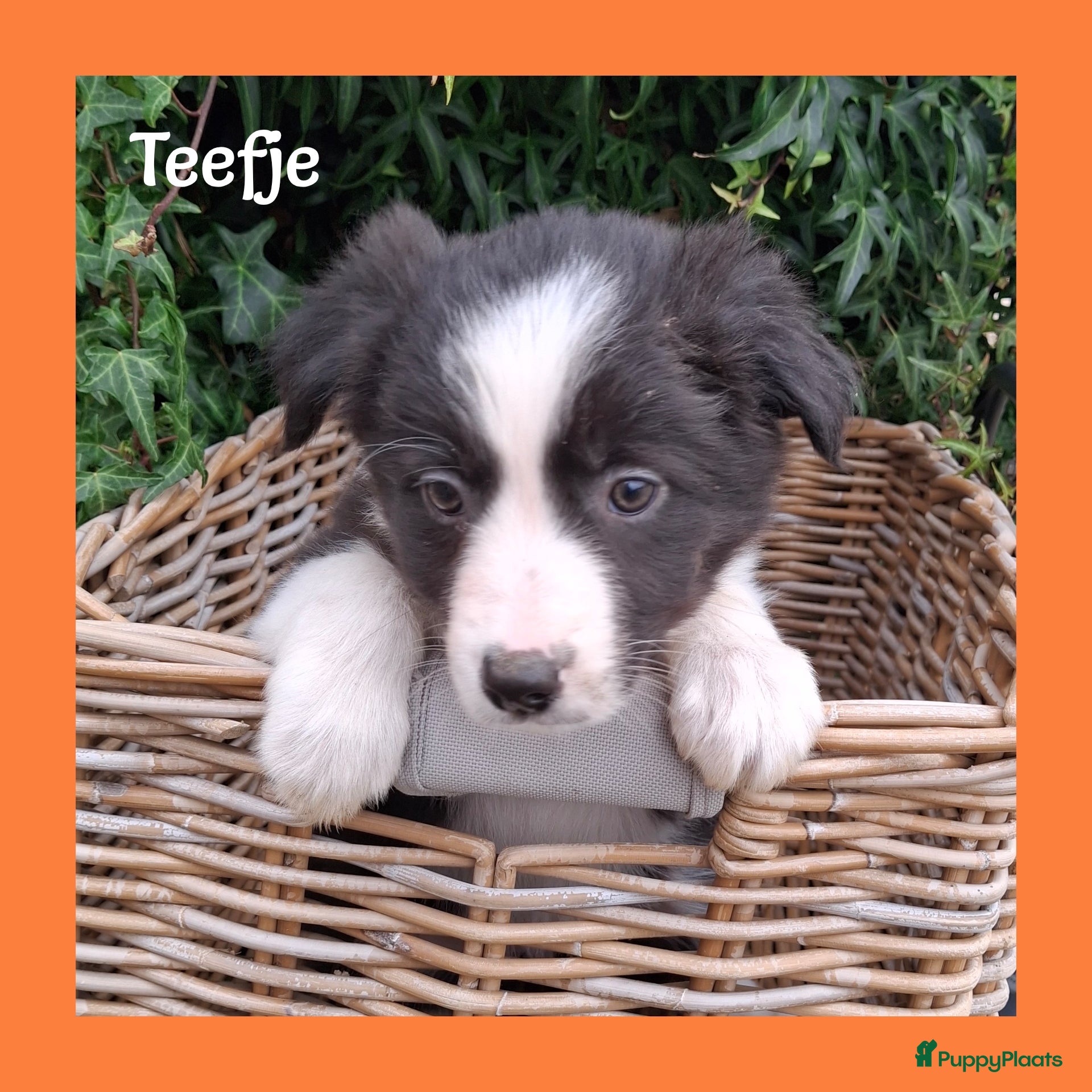 Border Collie honden Lieve border collie pups - Advertentie 2