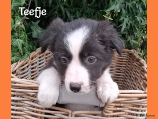 Border Collie honden Lieve border collie pups - Advertentie 2