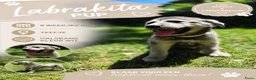 Kruising honden te koop: Laatste Labrakita pup teefje zoekt nieuw huisje - Advertentie 20