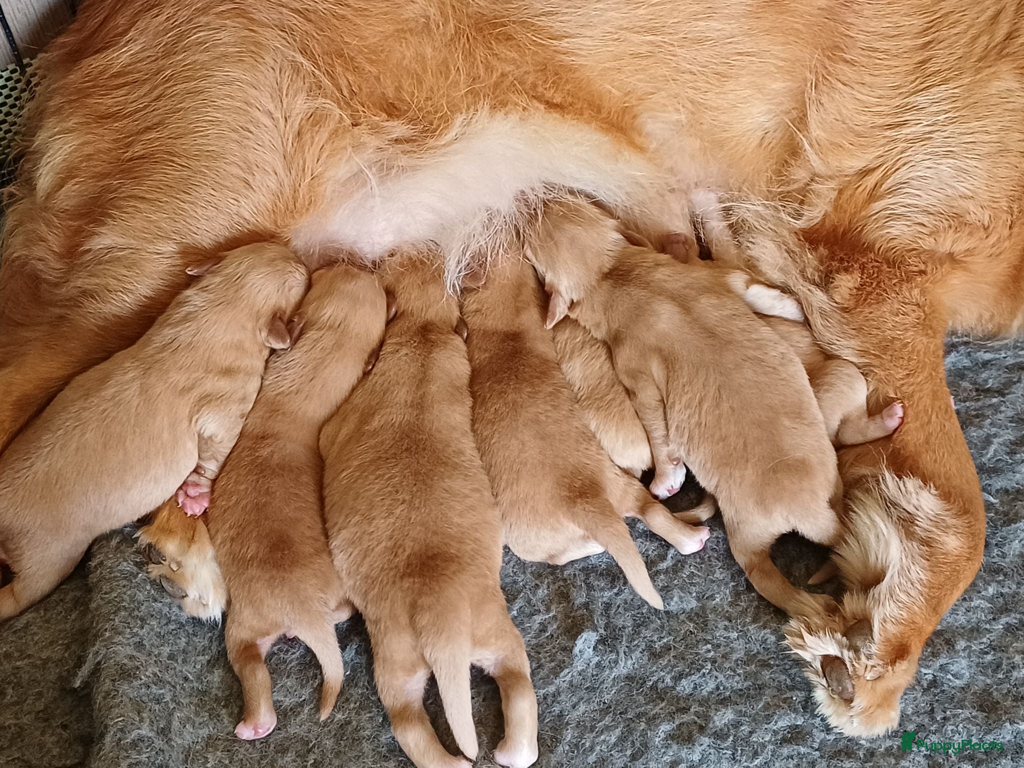 Nova Scotia Duck Tolling Retriever honden Nova scotia duck tolling retriever pups - Advertentie 1