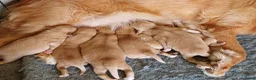 Nova Scotia Duck Tolling Retriever honden te koop: Nova scotia duck tolling retriever pups - Advertentie 1