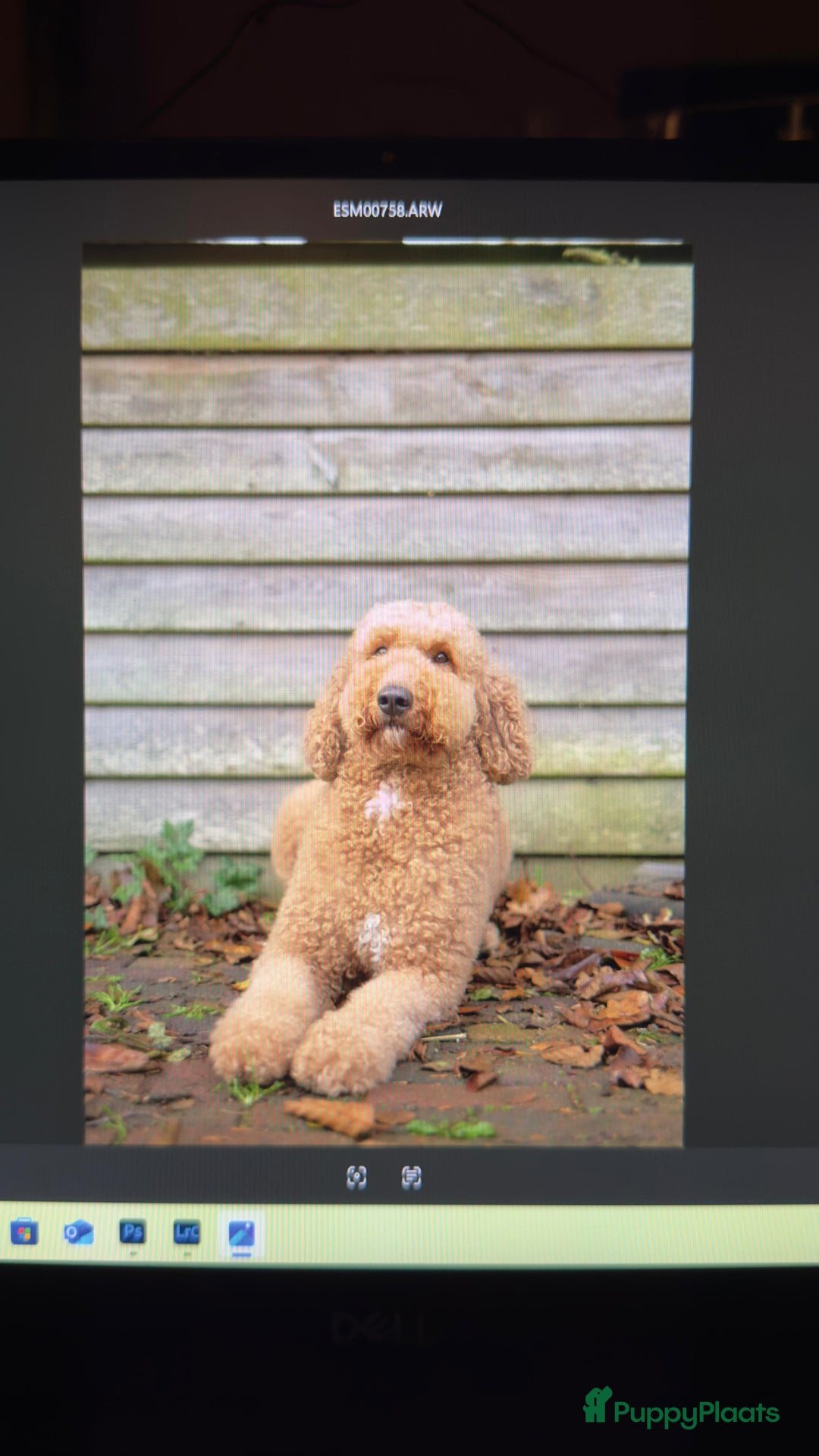 Goldendoodle honden te koop:  Prachtige F3 Doodle Pups van Roos & Sem - Advertentie 7