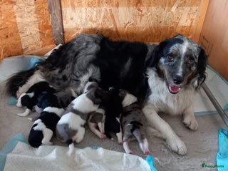 Kruising honden Friese stabij/ aussie pups - Advertentie 4