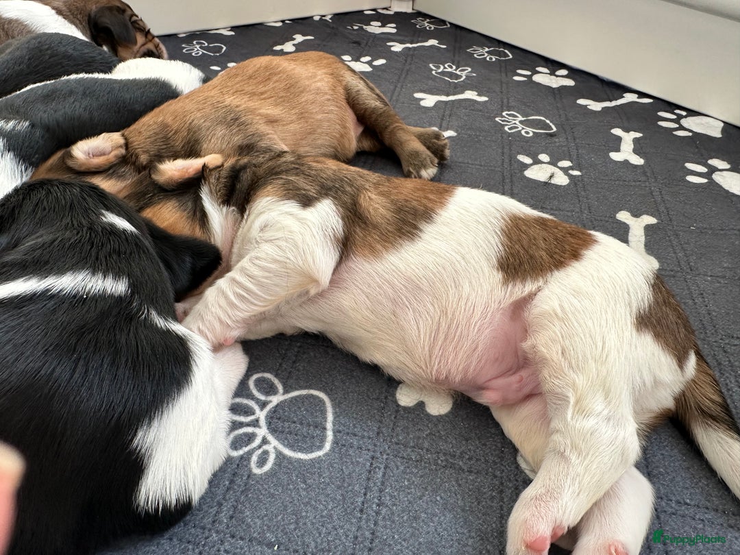 Kruising honden te koop: Nog 2 knuffelbare kruising puppy’s beschikbaar  - Afbeelding 25