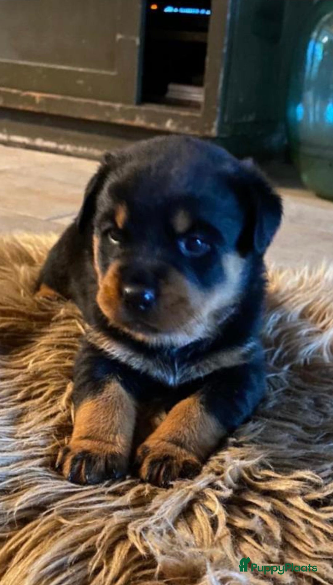 Rottweiler honden te koop: Rottweiler pups - Afbeelding 8