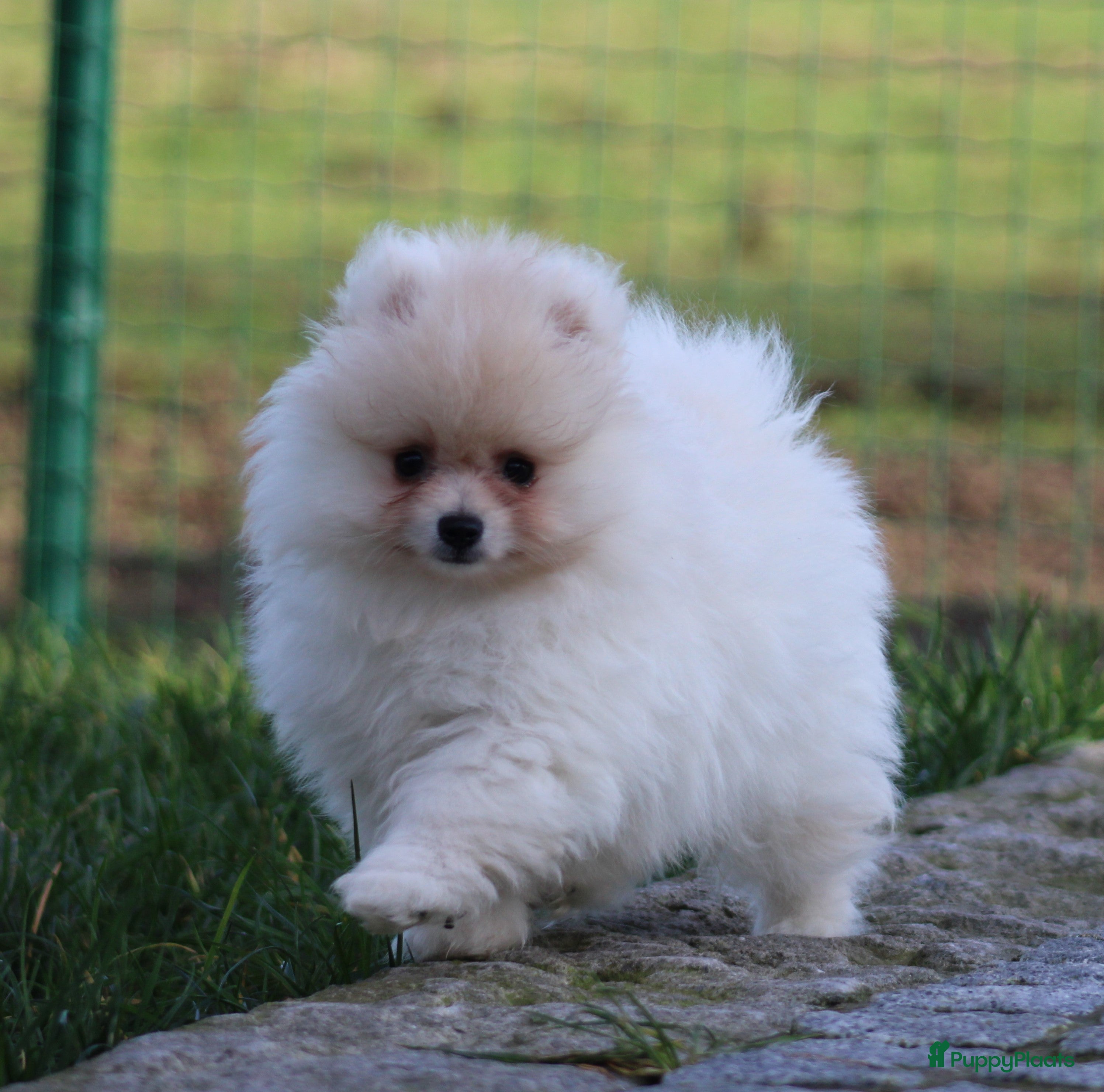 Pomeriaan honden Pomeriaan pup - Advertentie 1