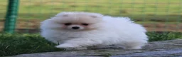 Pomeriaan honden te koop: Pomeriaan pup - Advertentie 1