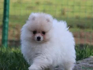 Pomeriaan honden Pomeriaan pup - Advertentie 1