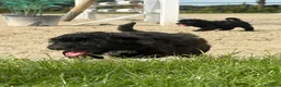 Kruising honden te koop: Maltipoo x boomer pups  - Advertentie 27