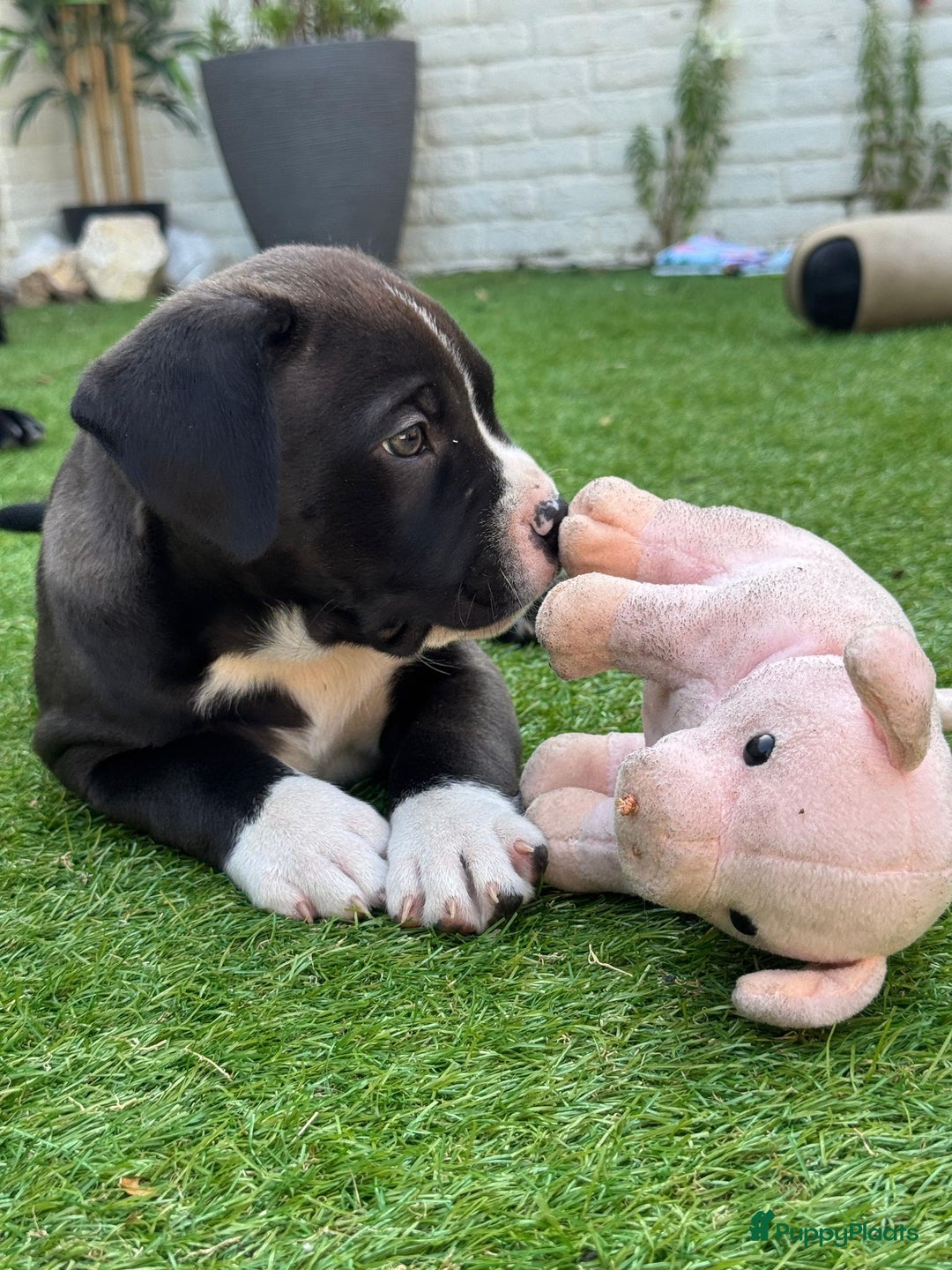 Amerikaanse Bully honden te koop: American Bully XL Puppies - Afbeelding 7
