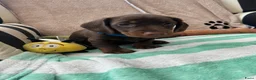 Teckel (korthaar)  honden te koop:  Prachtige standaard korthaar teckels pups  - Advertentie 12