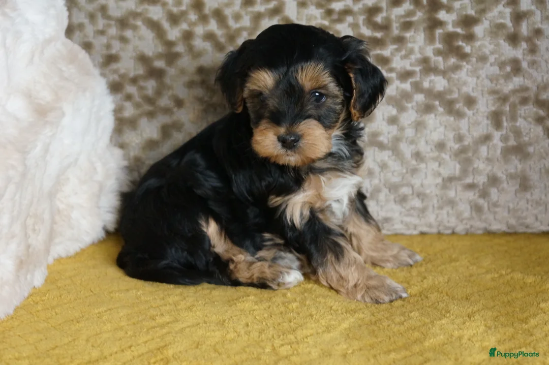 Kruising honden te koop: Papa maltipoo x Mama driekleur  boomer/ maltipoo - Advertentie 3
