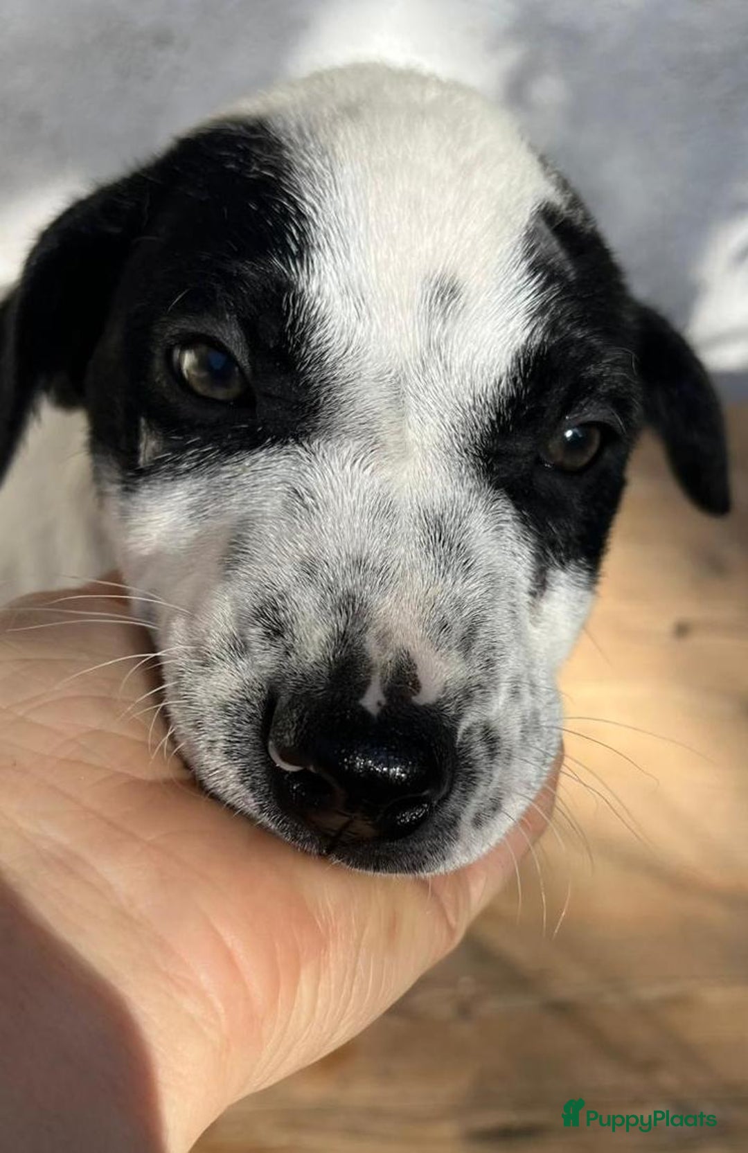 Kruising honden ter adoptie: Gunter zoekt een  vriendje voor het leven  - Advertentie 5