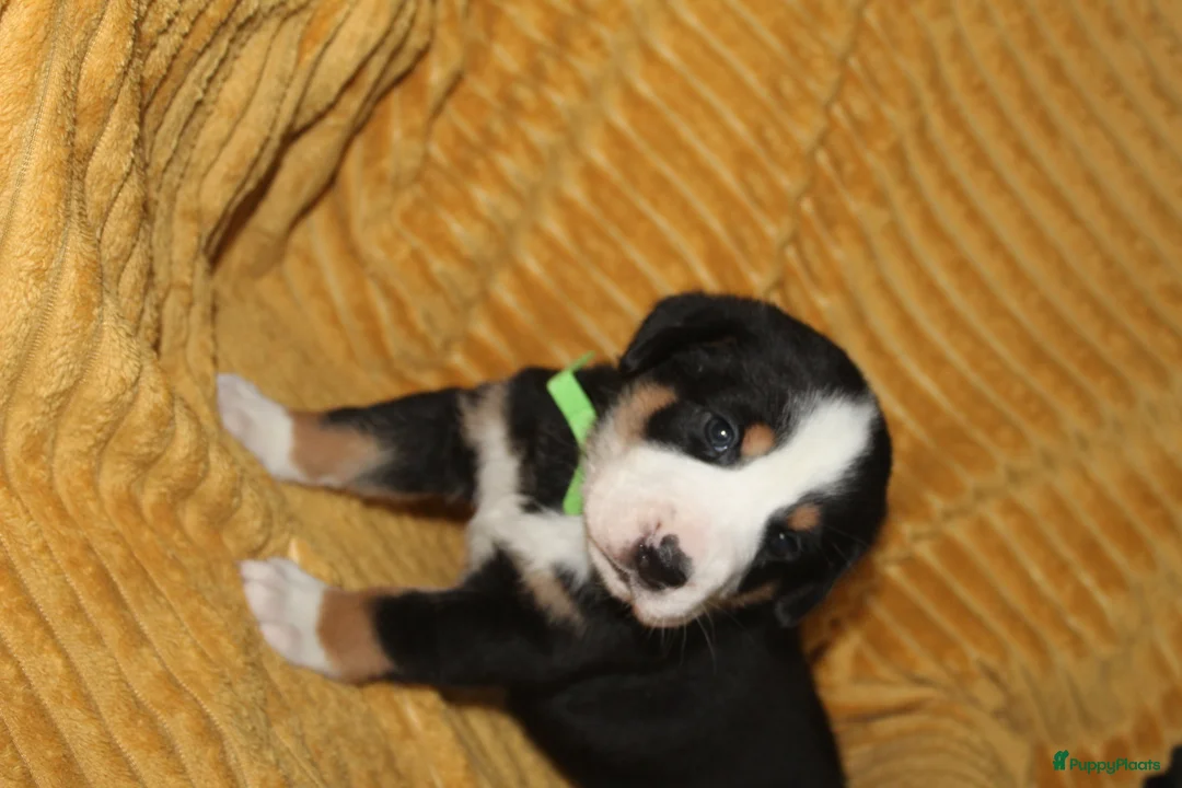 Grote Zwitserse Sennenhond honden te koop: Super leuke grote Zwitserse Sennen pups - Advertentie 17