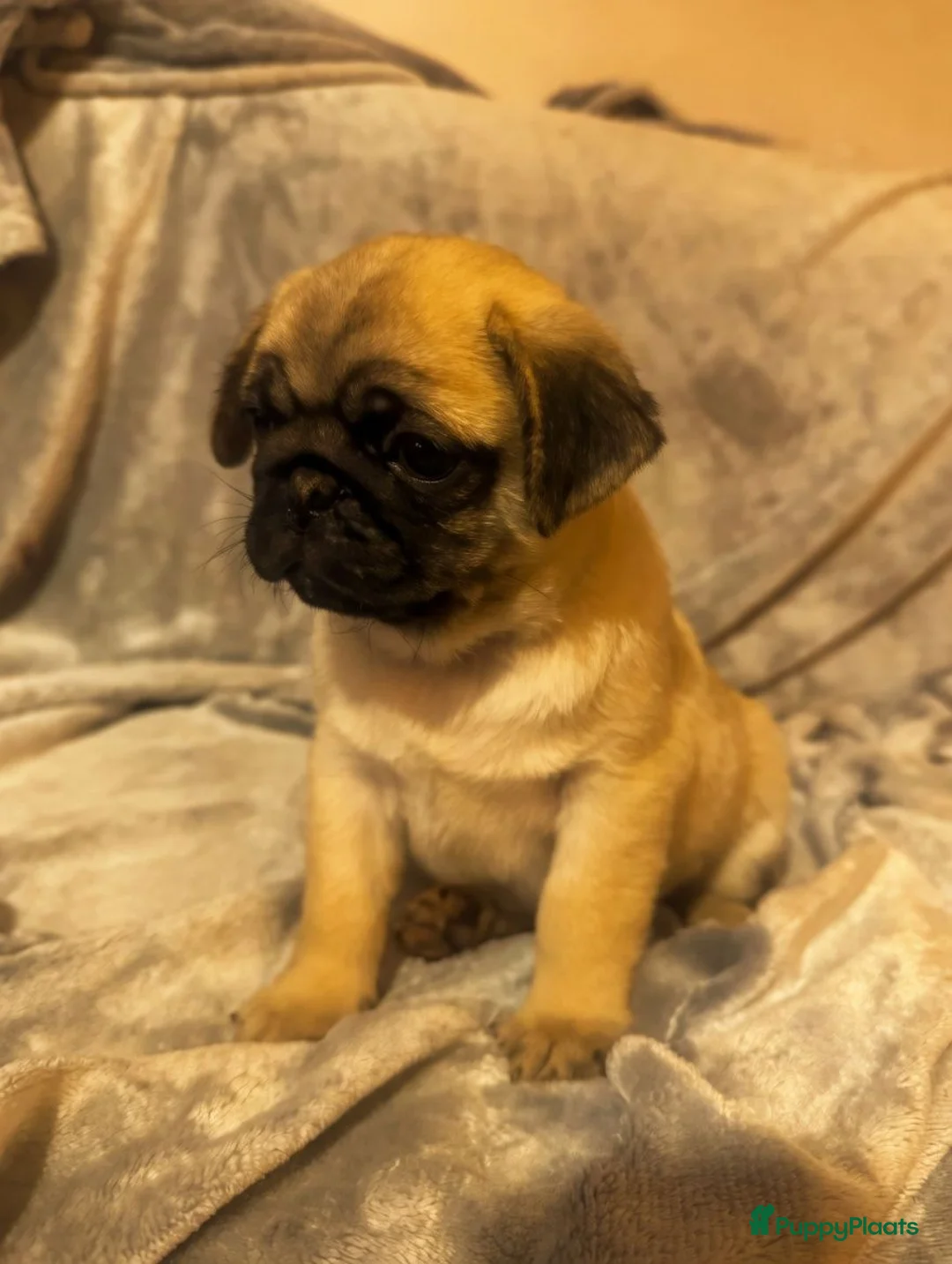 Mopshond honden te koop: Schattige Mopshond puppy’s  - Advertentie 1