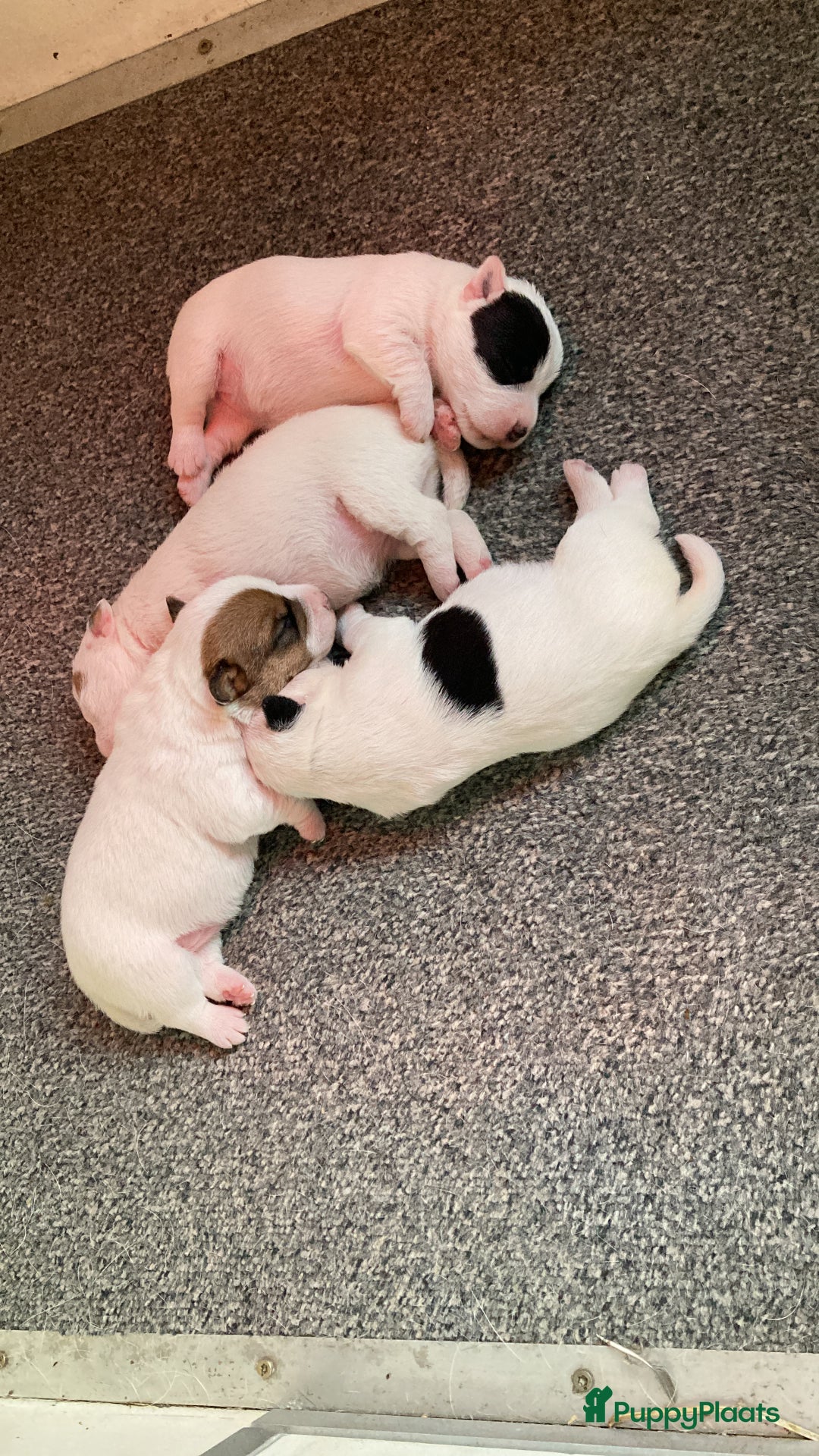 Parson Russell Terriër honden te koop: Parson Russell Terriër pups - Advertentie 2