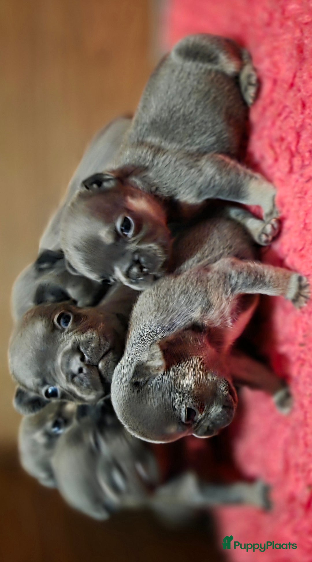 Franse Bulldog honden te koop: Super knappe, raszuivere franse bulldog pups - Advertentie 5