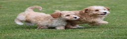 Maltipoo honden te koop: Leuke Maltipoo pups - Advertentie 10
