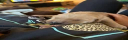 Golden Retriever honden te koop: Lieve donkere golden retriever pups in Zwartsluis - Advertentie 4