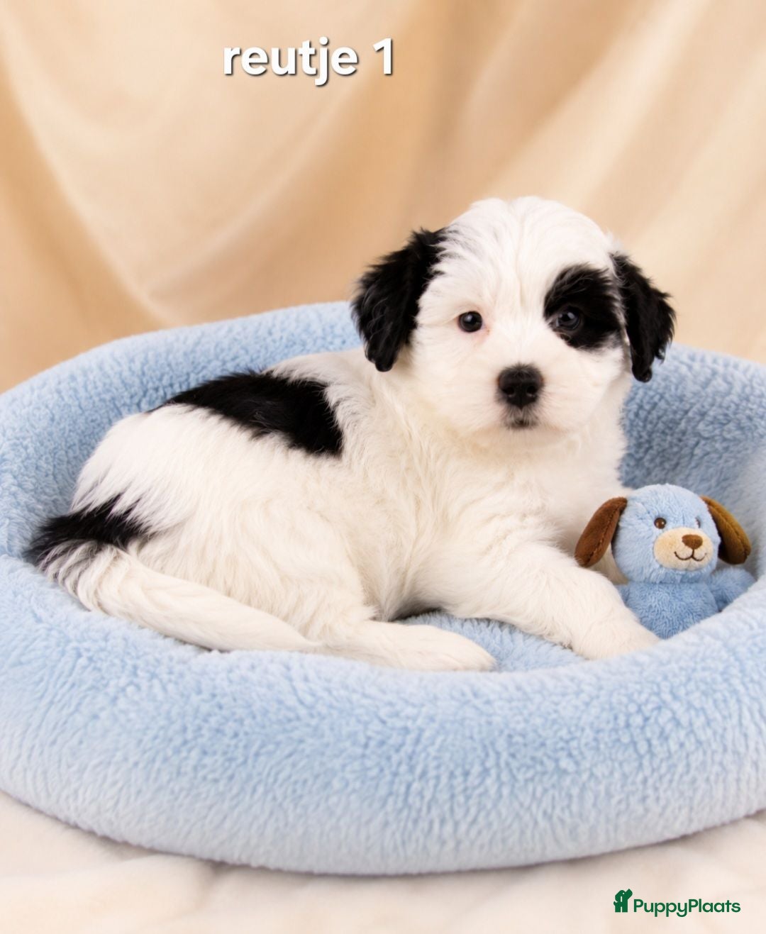 Boomer honden Super mooie boomer pups maltezer maal shih tzu - Advertentie 2