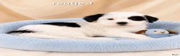 Boomer honden te koop: Super mooie boomer pups maltezer maal shih tzu - Advertentie 1