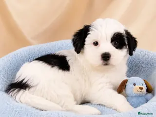 Boomer honden Super mooie boomer pups maltezer maal shih tzu - Advertentie 2