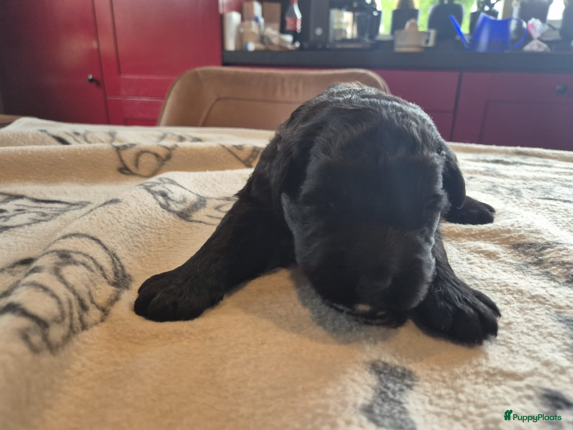 Bouvier des Flandres Puppy 2