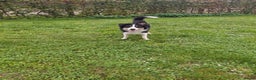 Australian Shepherd honden te koop: Bordecolie australian shepherd  - Advertentie 2