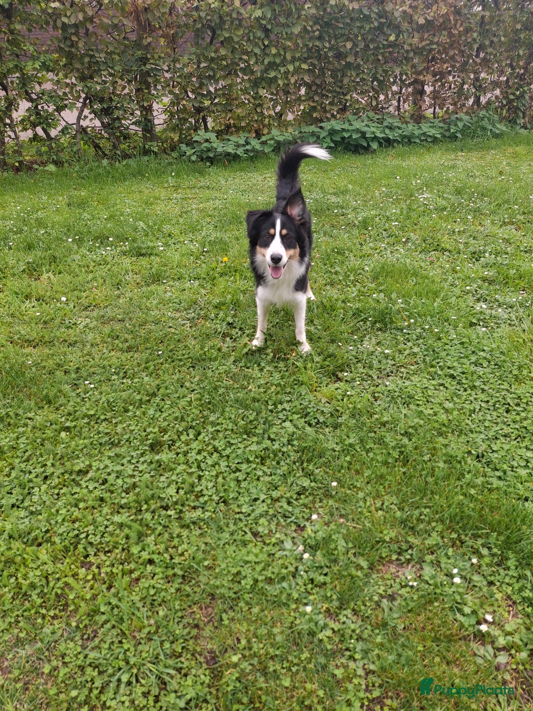 Australian Shepherd honden te koop: Bordecolie australian shepherd  - Advertentie 2