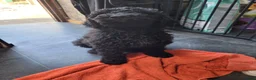 Australian Labradoodle honden te koop: Australian Labradoodle-teefje uit geteste ouders  - Advertentie 4