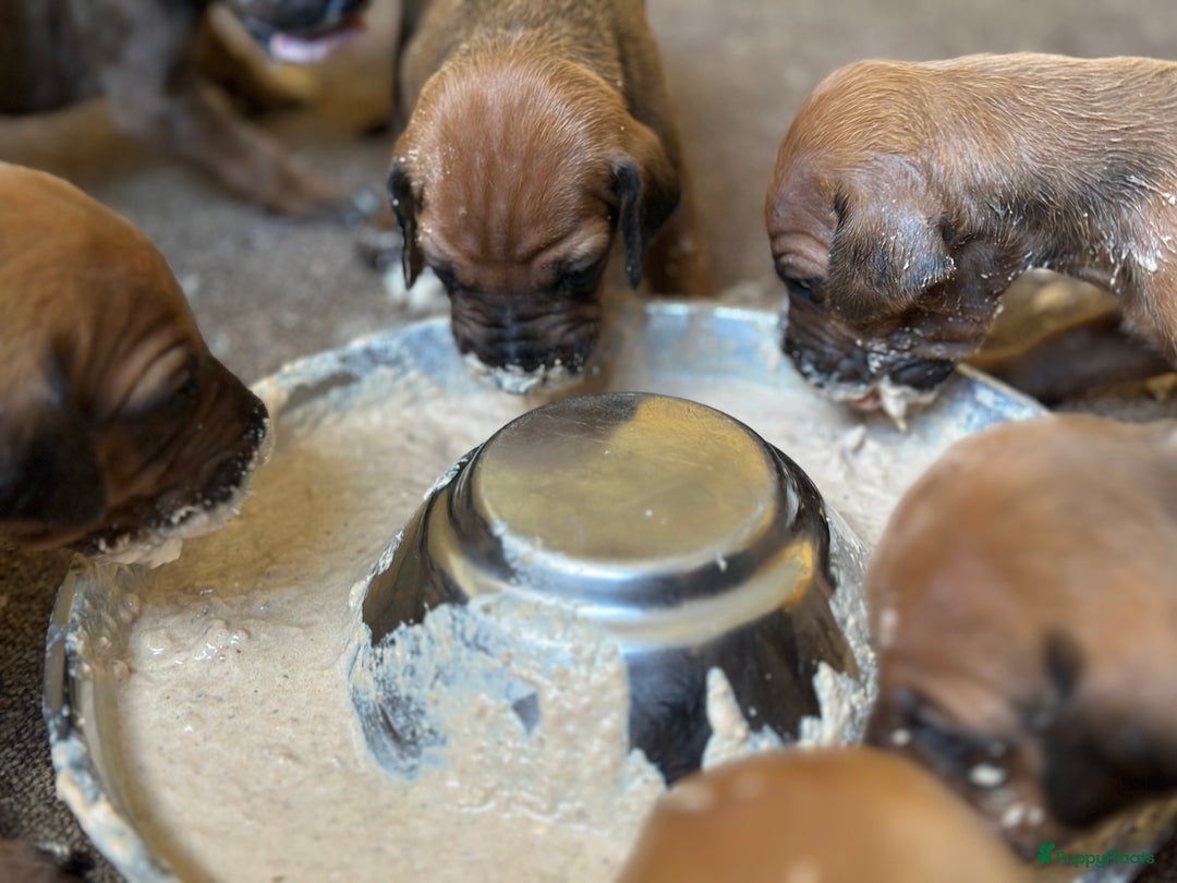 Rhodesian Ridgeback honden te koop: Prachtige en perfecte Rhodesian Ridgeback pups in Oosterbeek - Afbeelding 6