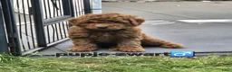 Labradoodle honden te koop: Mini labradoodles mogen verhuizen  - Advertentie 16