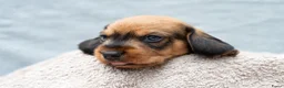 Ruwhaar Teckel honden te koop: Prachtige Ruwharige Teckel pups - Advertentie 6