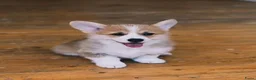 Welsh Corgi Pembroke honden te koop: Welsh Corgi Pembroke pup - Advertentie 2