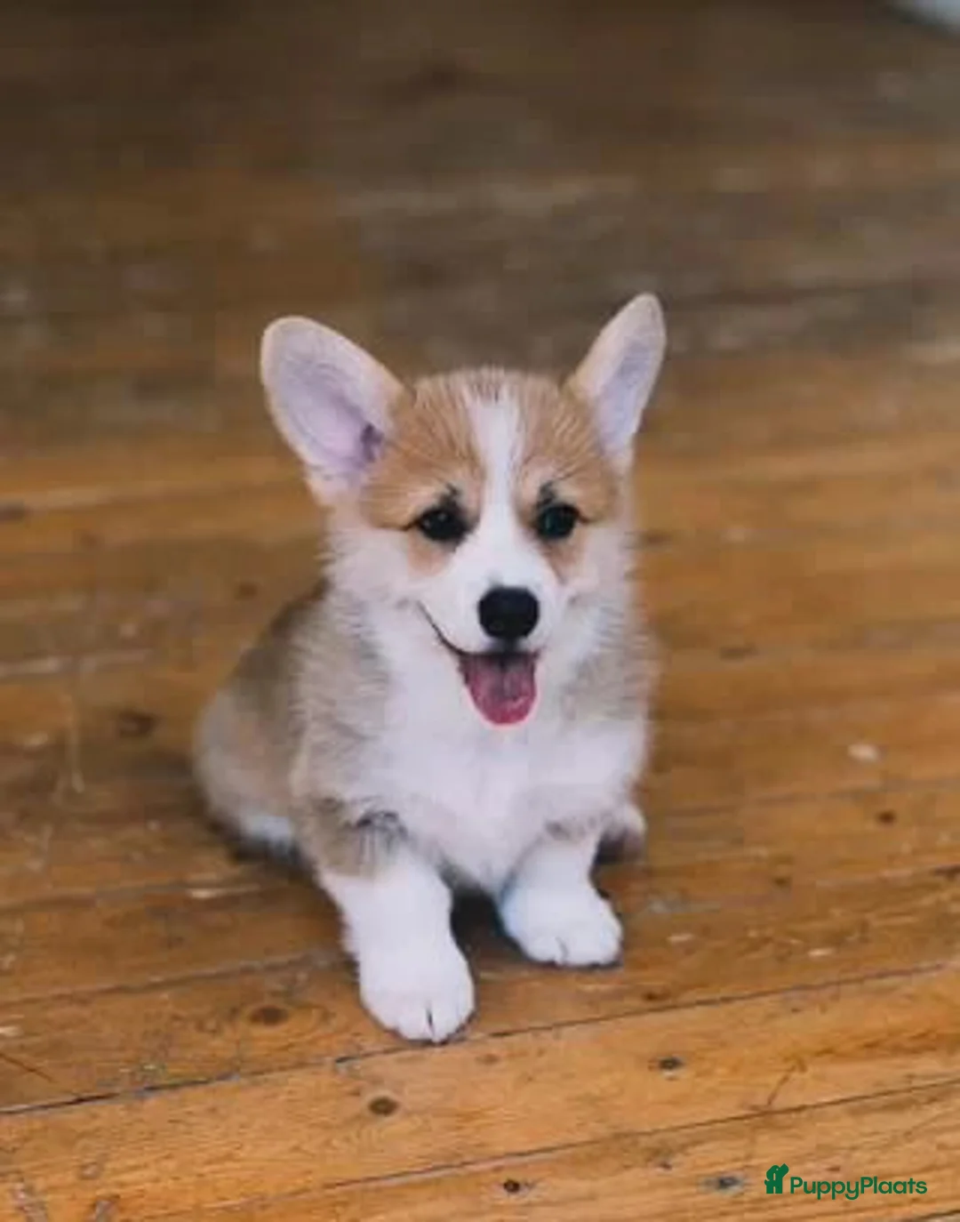 Welsh Corgi Pembroke honden te koop: Welsh Corgi Pembroke pup - Advertentie 2