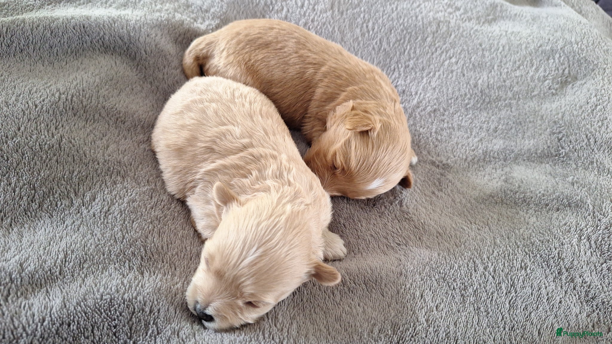Maltipoo honden Maltipoo pups. Super mini - Advertentie 1
